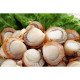 SFSH40074 [JBOILED HOTATE-XL] BOILED HOTATE SIZE : XL